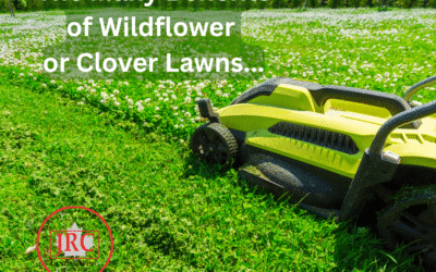 Clover & Meadow-Style Lawns: Eco-Friendly Lawn Alternatives in Durham & GTA | JRC Landscaping
