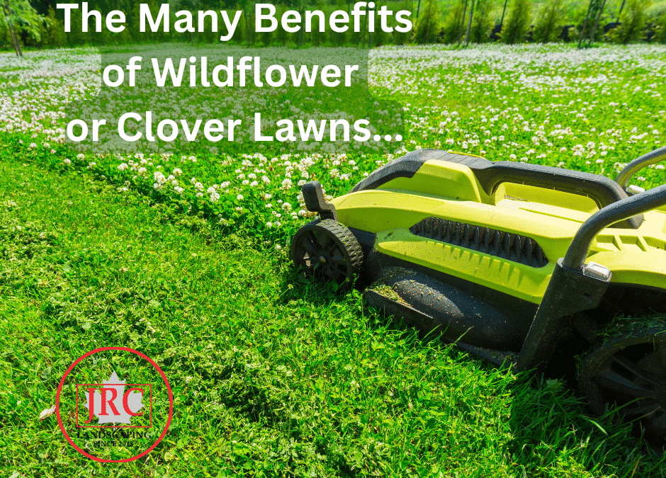 Clover & Meadow-Style Lawns: Eco-Friendly Lawn Alternatives in Durham & GTA | JRC Landscaping