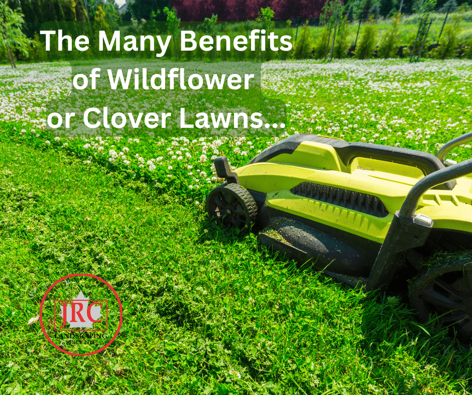 Clover & Meadow-Style Lawns: Eco-Friendly Lawn Alternatives
