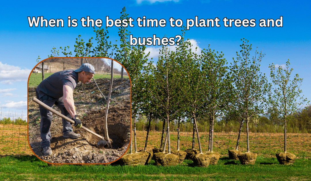 When is the Best Time to Plant Trees?