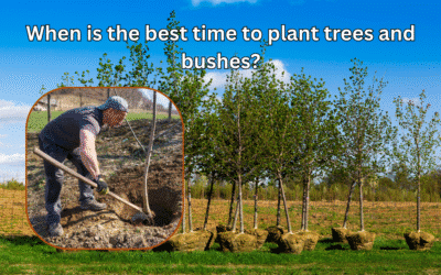 When is the Best Time to Plant Trees?